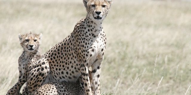 Cheetah dierenquiz